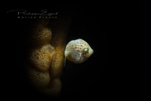 Juvenile file fish by Philippe Eggert 